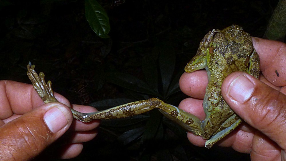 Itapotihyla langsdorffii