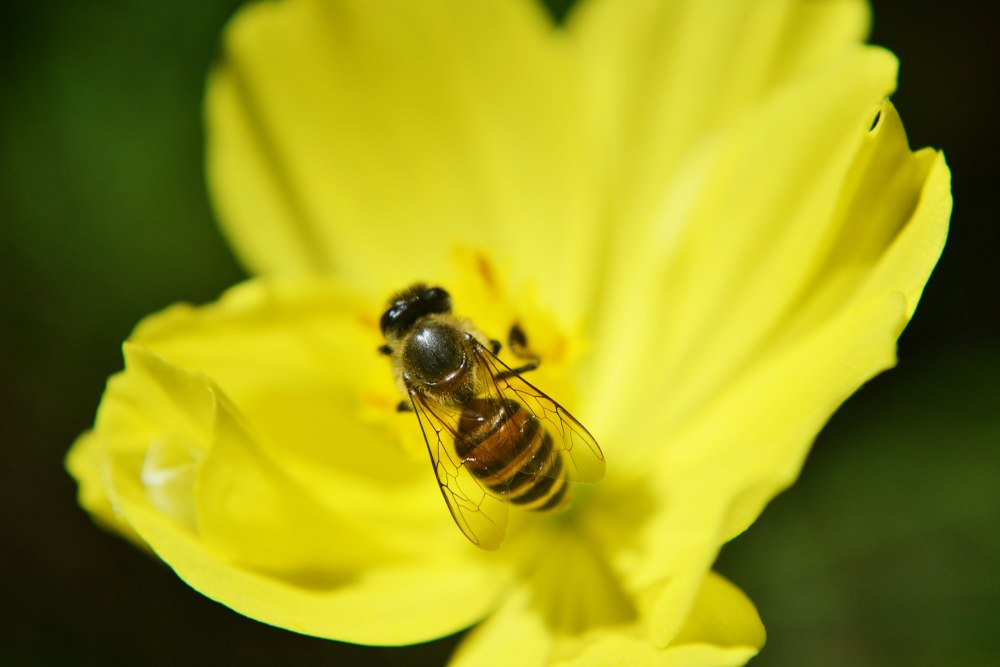 Пчела (Anthophila)