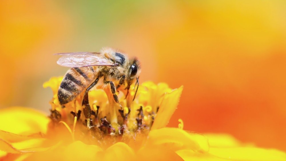 All Bees