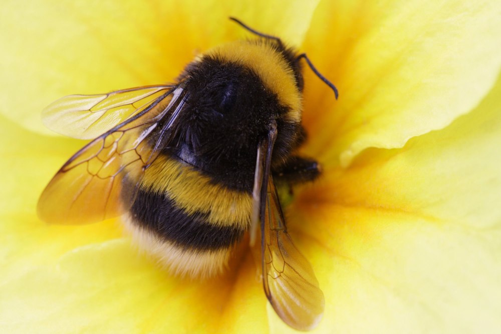 Bumblebee Шмель