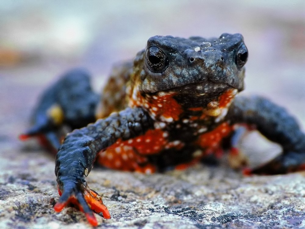 Melanophryniscus klappenbachi