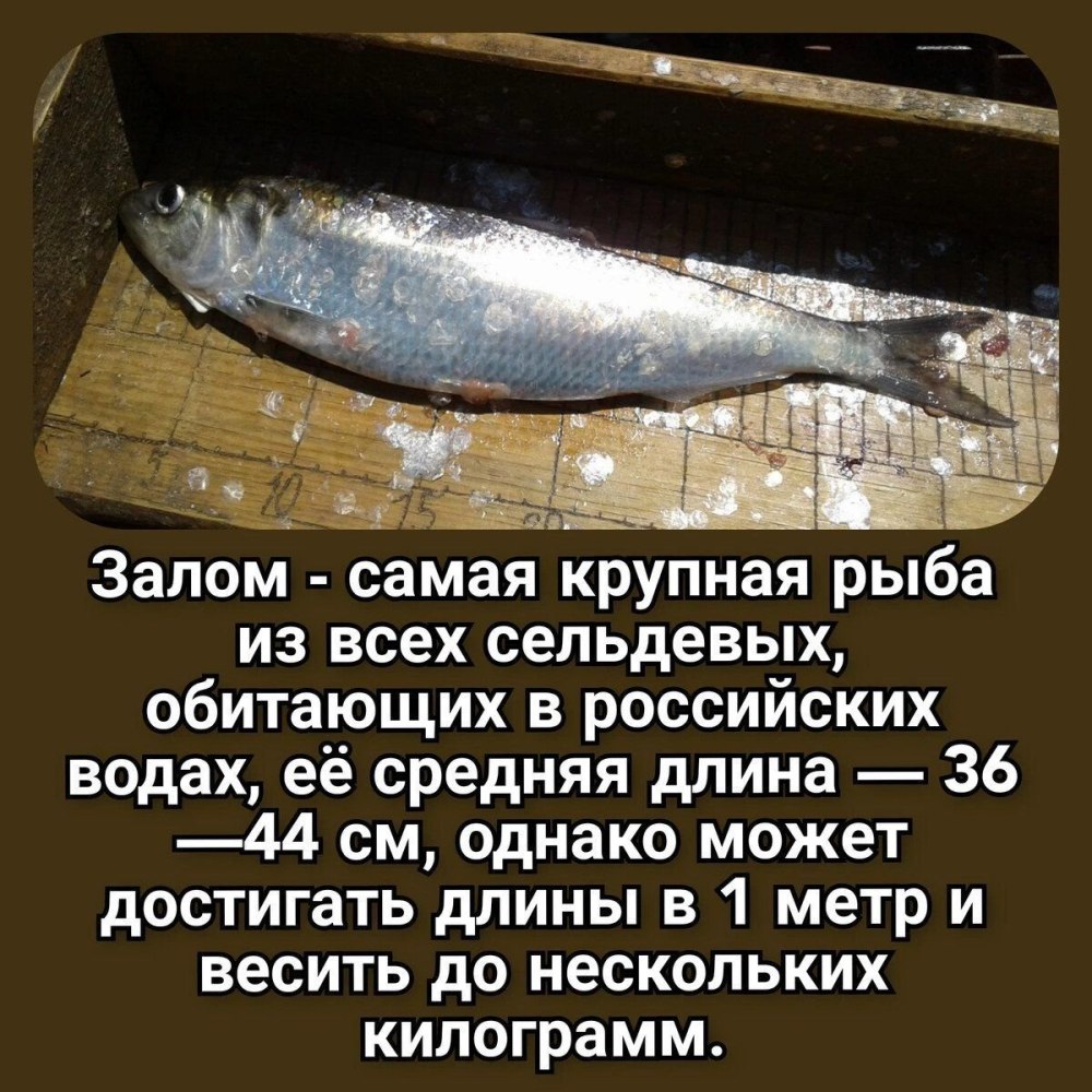 Сельдевые рыбы используют