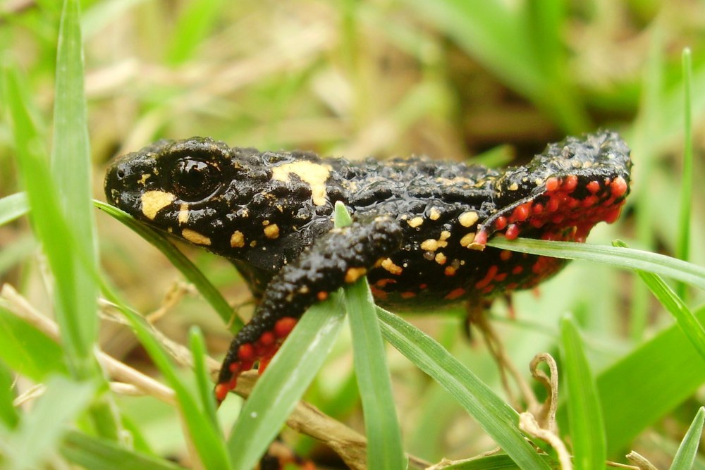 Melanophryniscus stelzneri