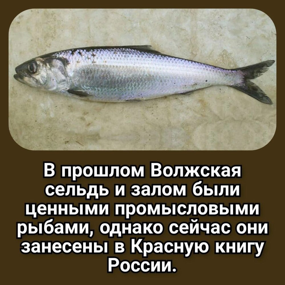 Сельдевые рыбы используют