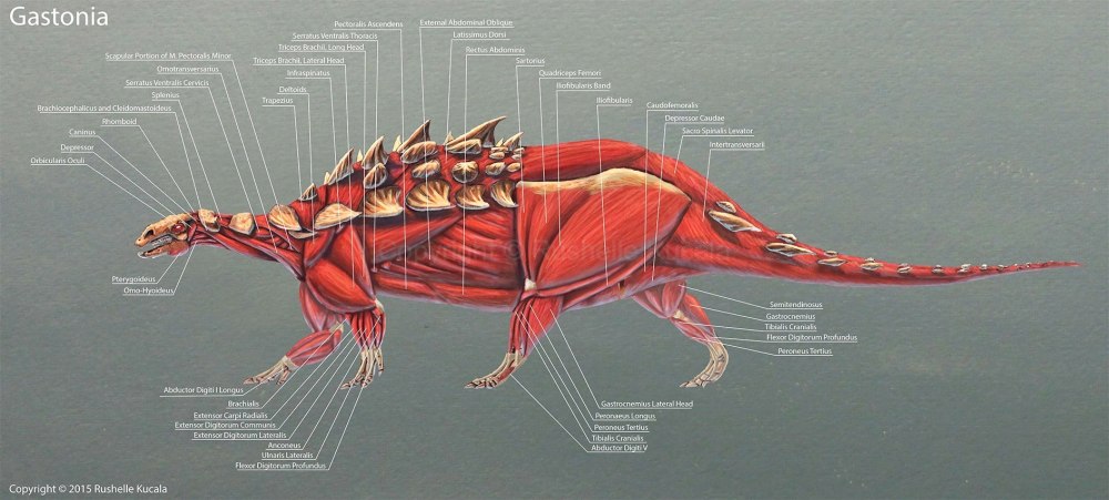 Ventralis анатомия