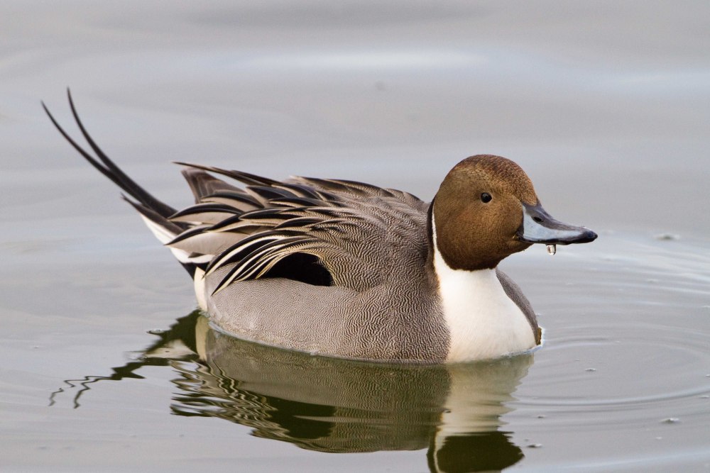 Pintail Avenue
