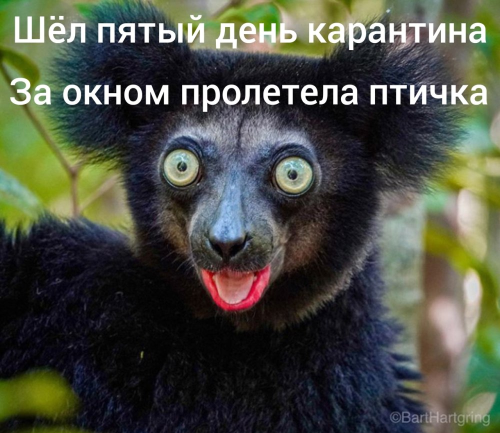 Чёрный лемур