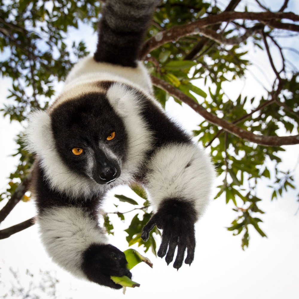 Black and White Ruffed Lemur