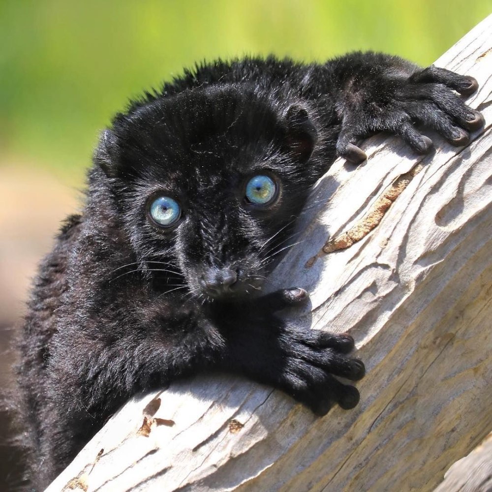 Eulemur flavifrons