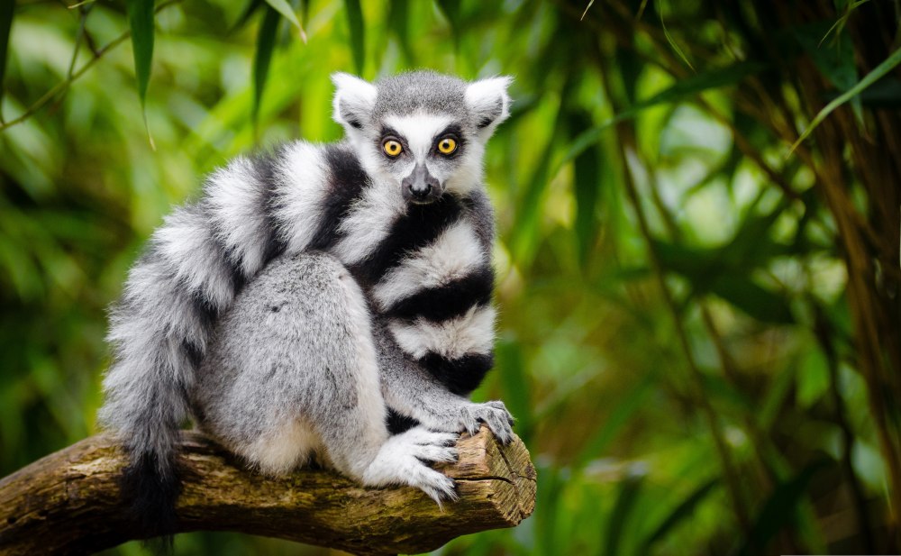 Кошачий лемур (Lemur catta)