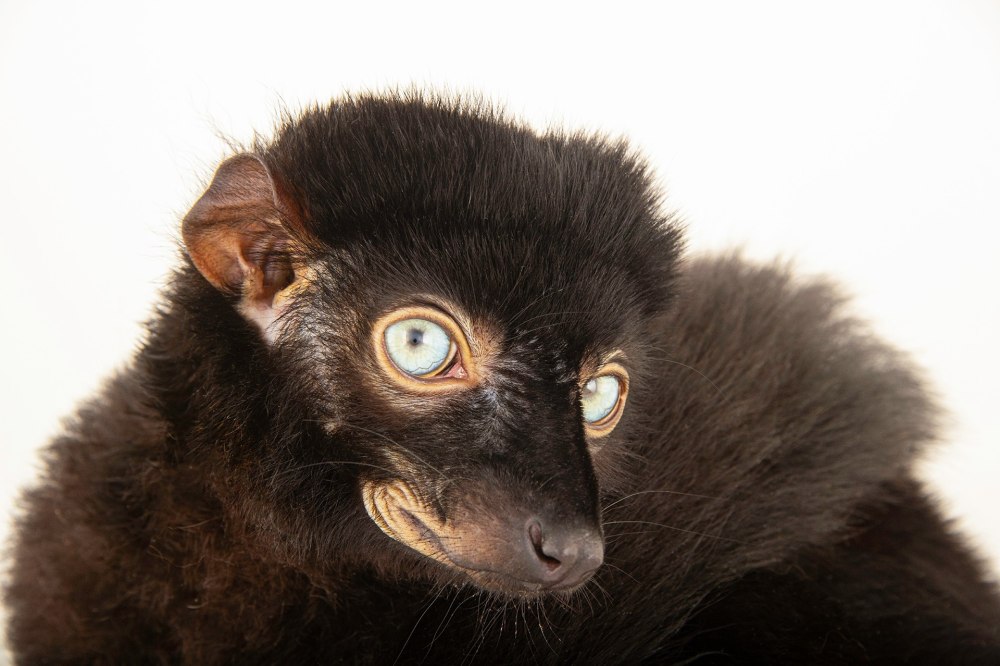 Eulemur flavifrons