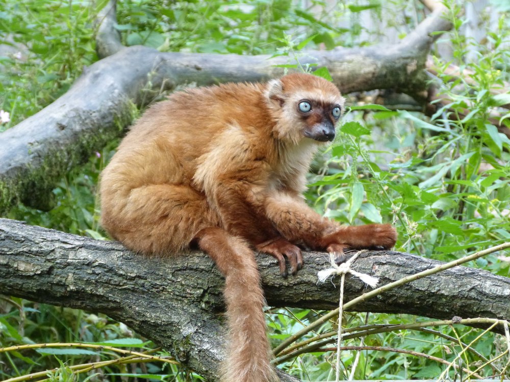Eulemur flavifrons