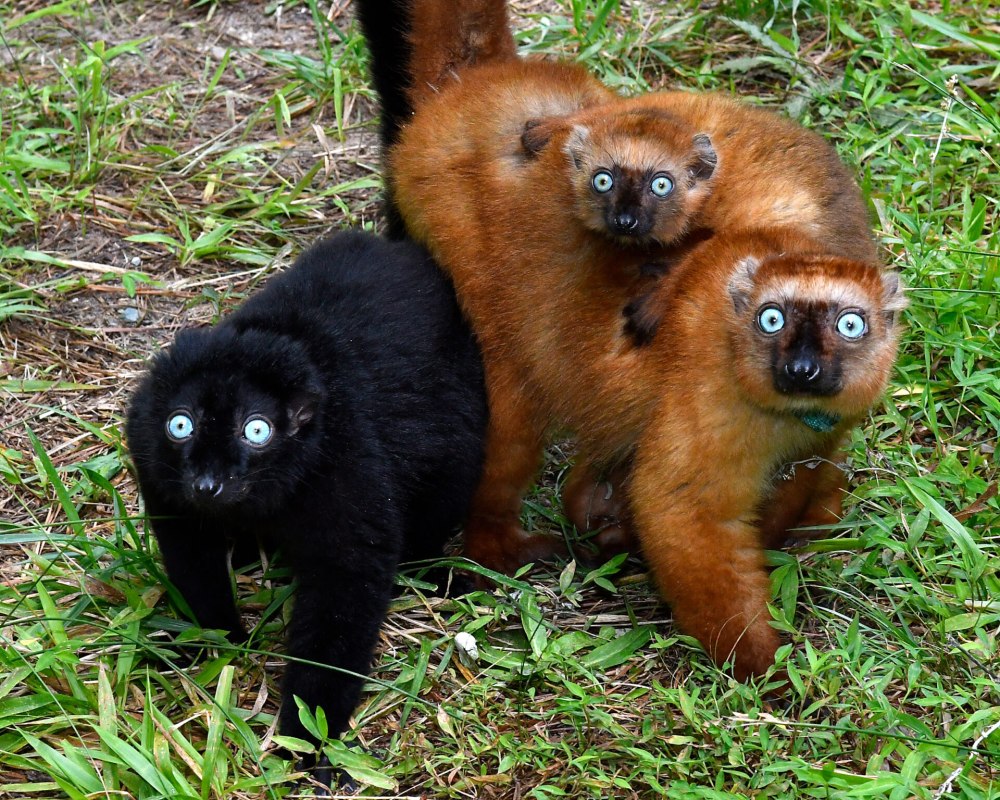 Eulemur flavifrons