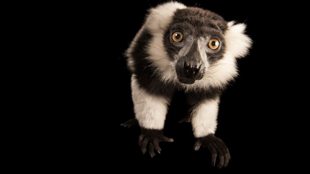 Игрушки National Geographic лемур