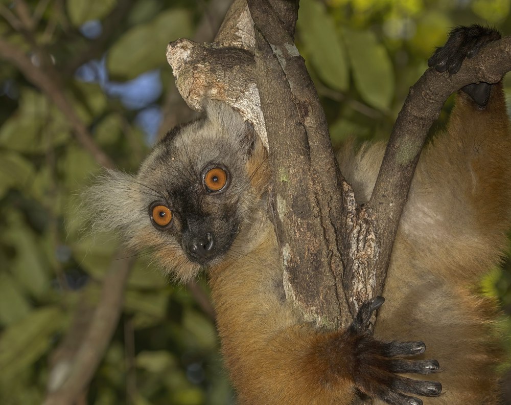 Чёрный лемур (лат. Eulemur Macaco)