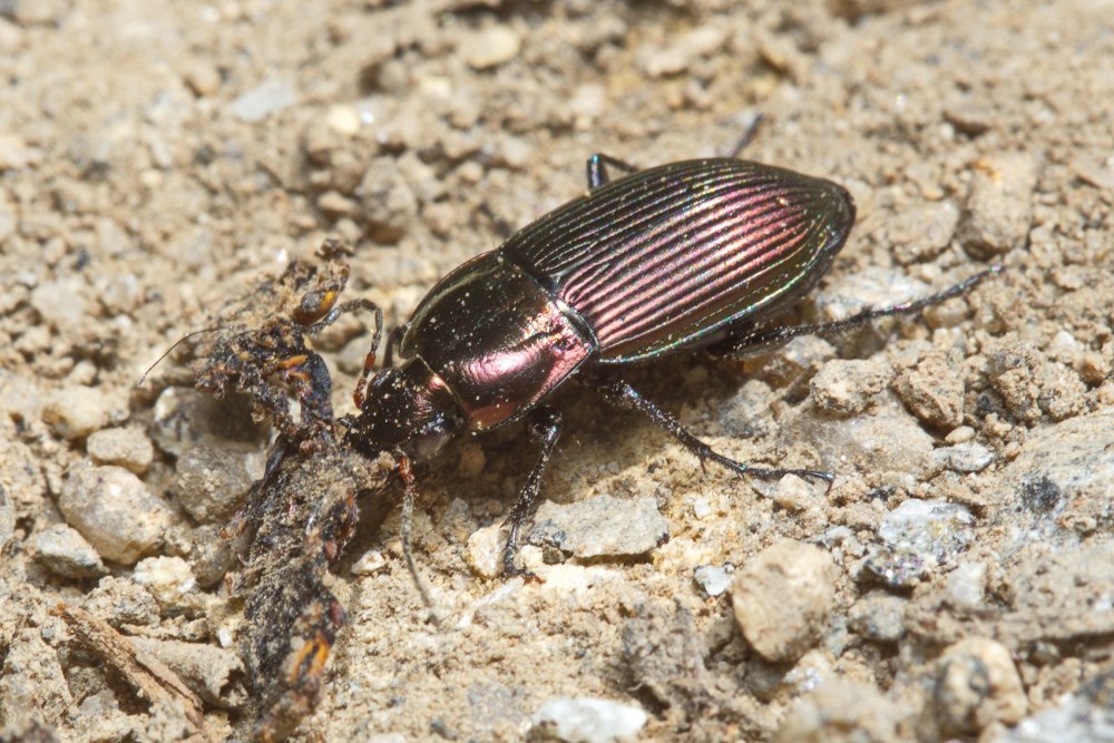 Poecilus reflexicollis