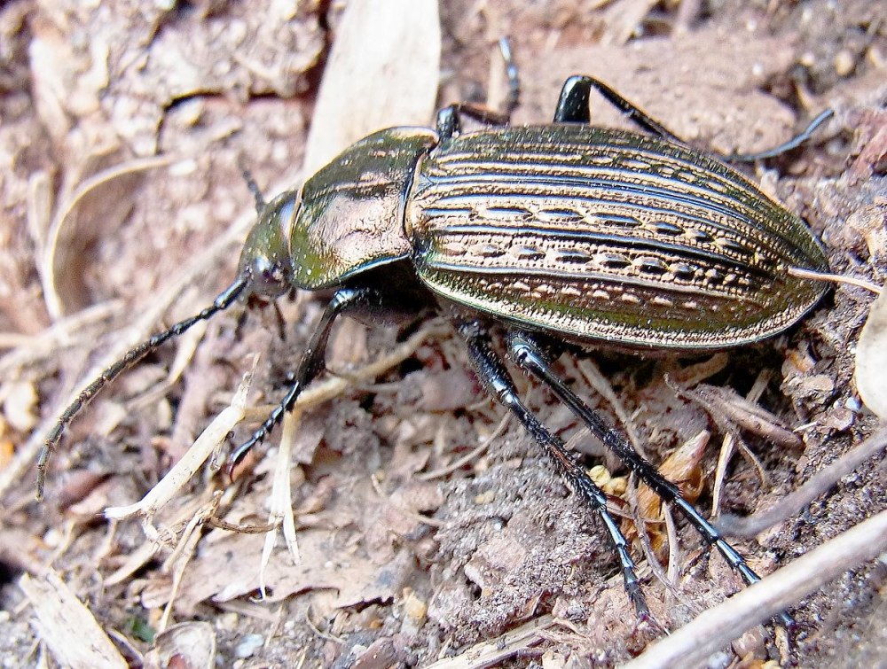 Carabus ullrichi