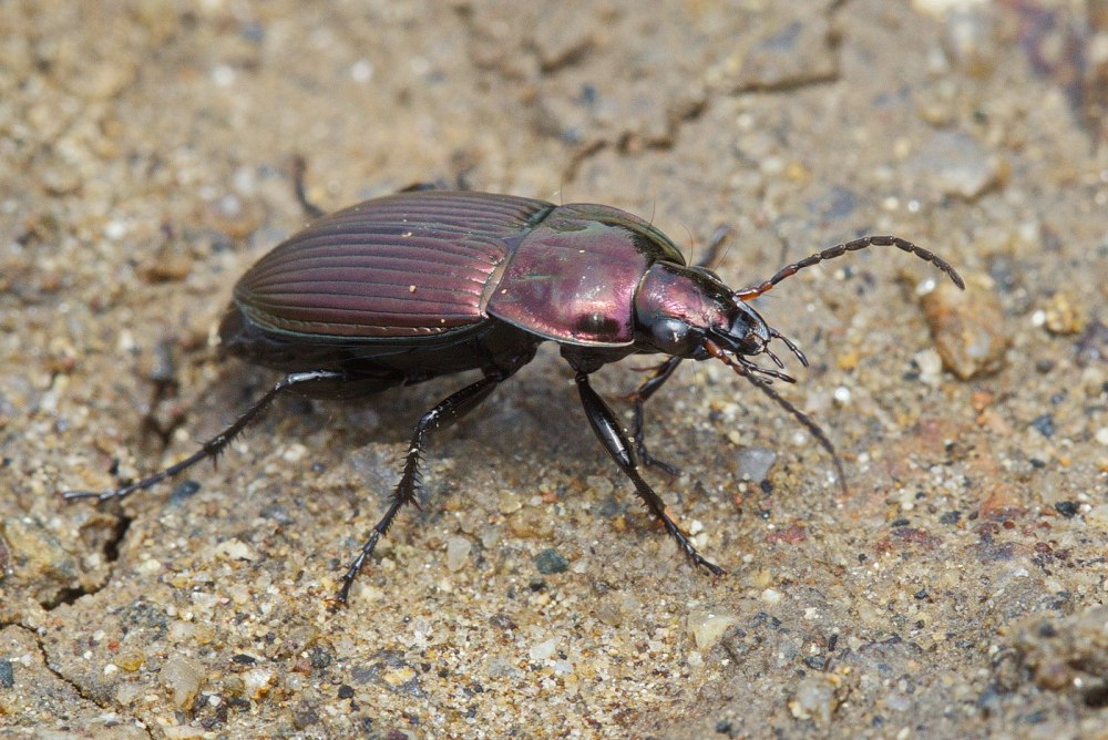 Poecilus reflexicollis