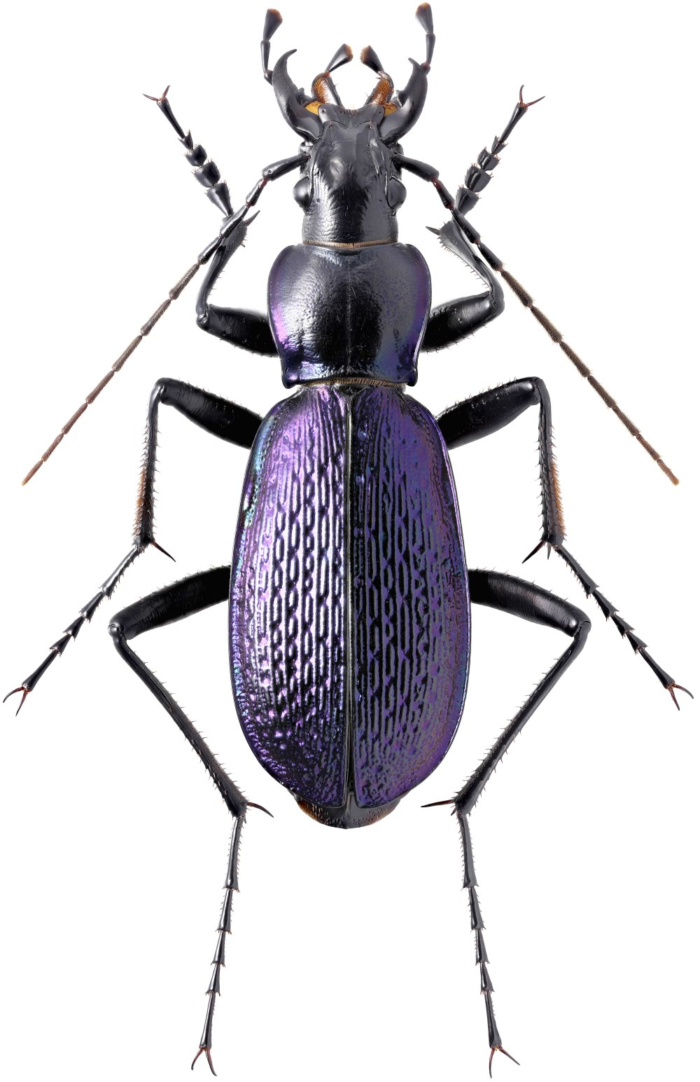 Жужелица Карабус Campestris