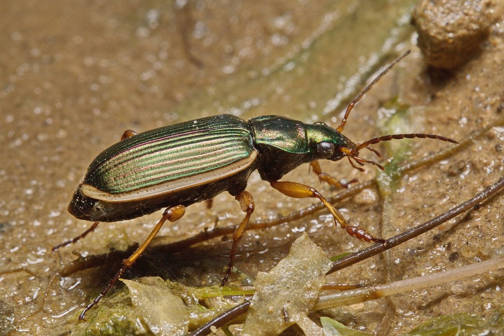 Chlaenius spoliatus