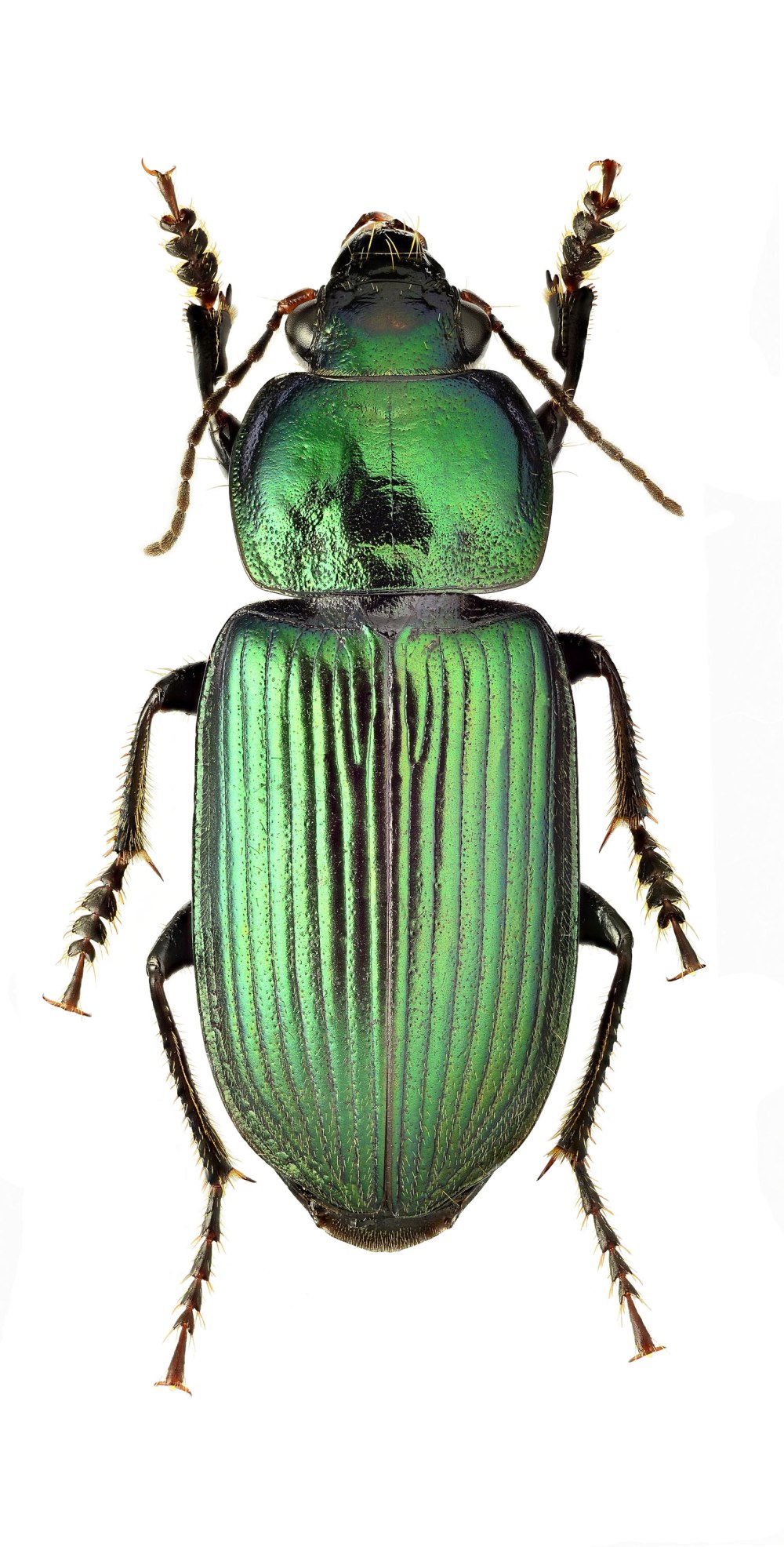 Ditomus calydonius