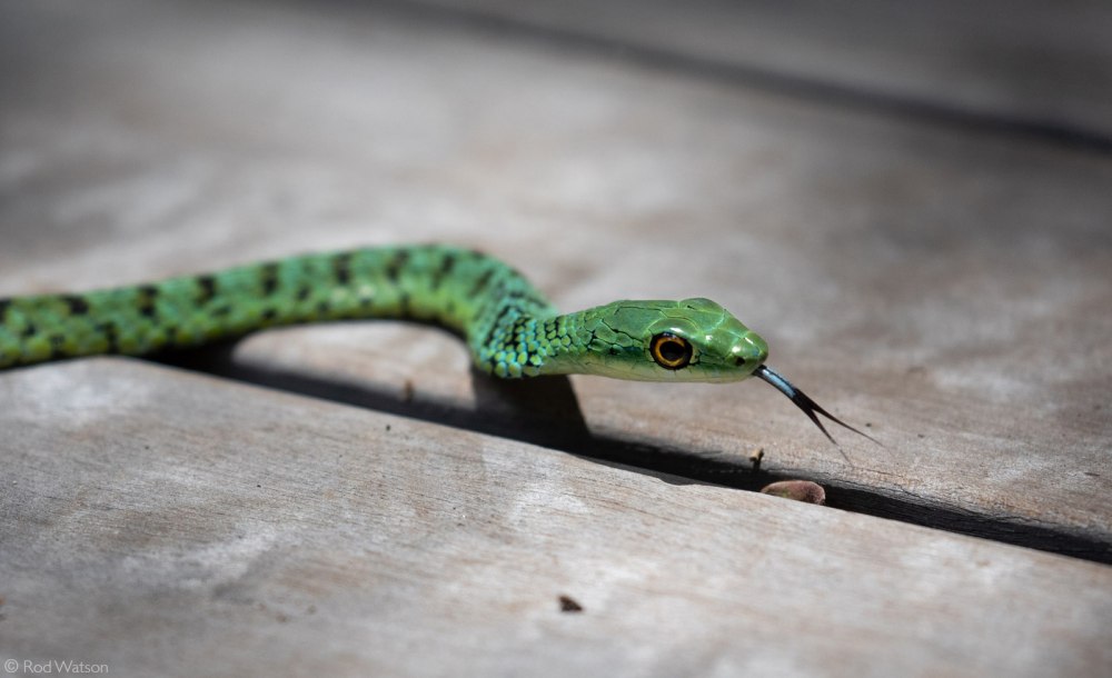 Philothamnus semivariegatus