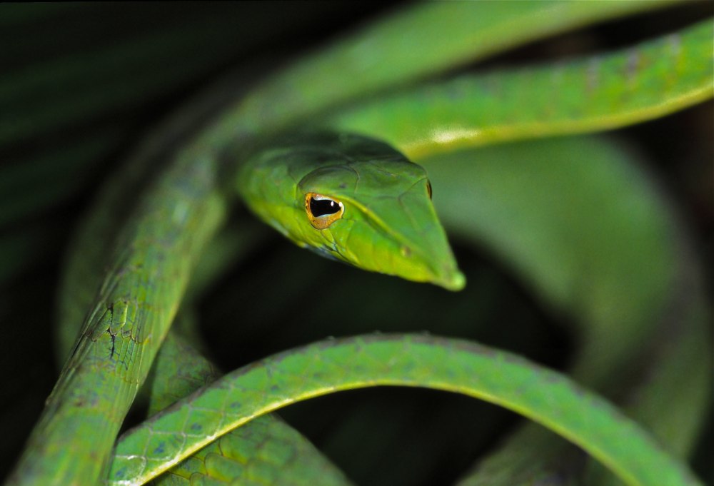 Ahaetulla nasuta