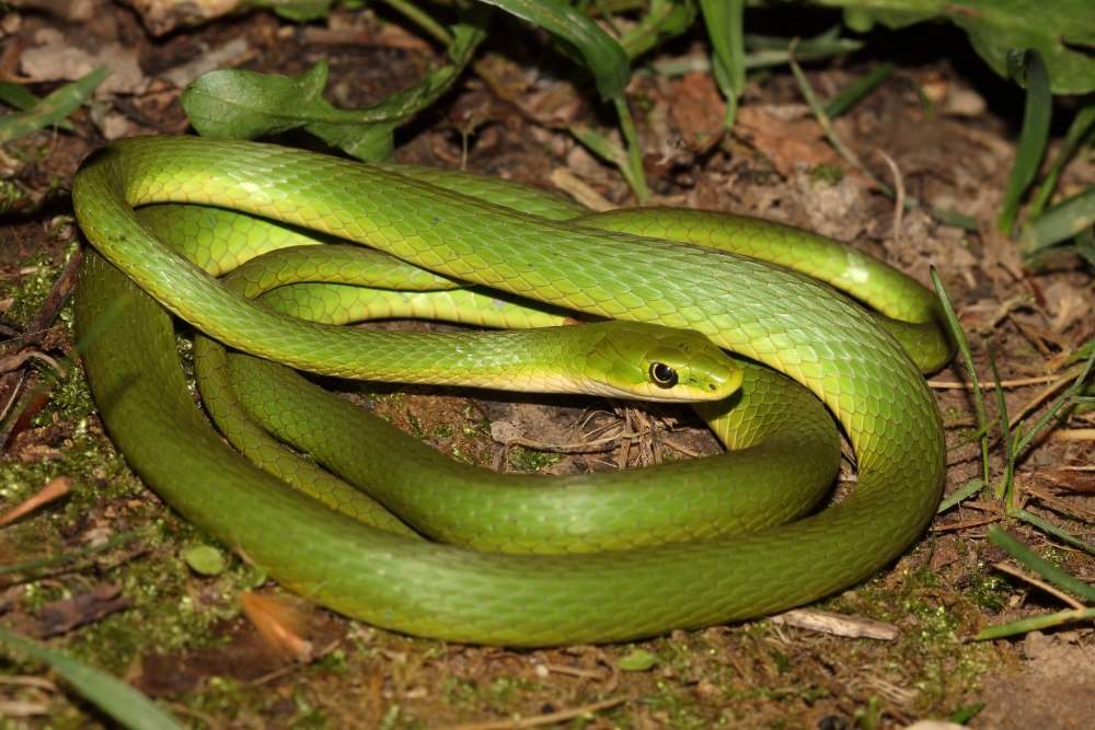 Opheodrys aestivus