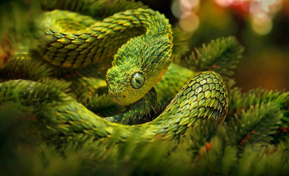 Кустарниковая гадюка (Atheris
