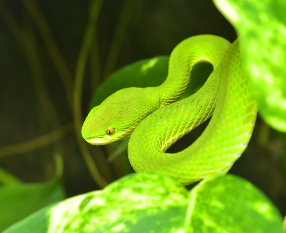 Atheris Desaixi