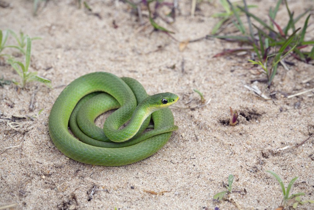 Opheodrys aestivus
