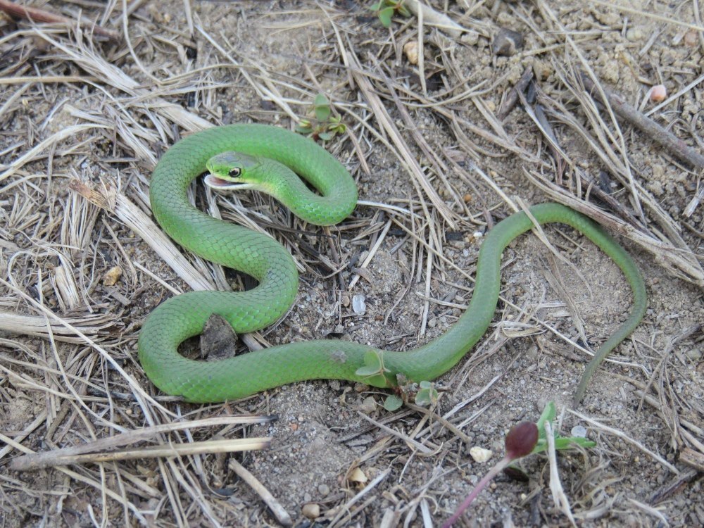 Opheodrys vernalis