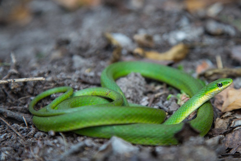 Opheodrys vernalis