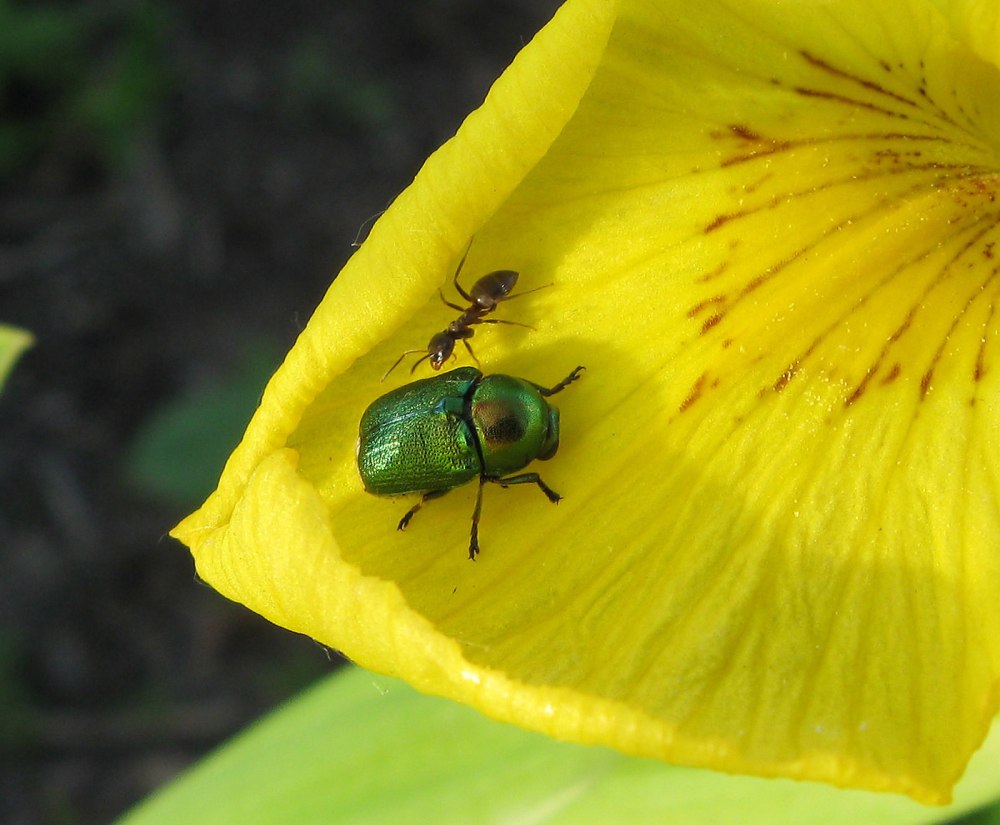 Cryptocephalus sericeus