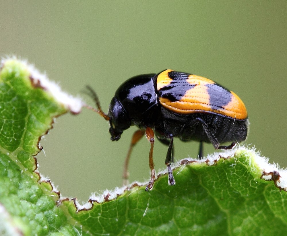 Cryptocephalus Anticus (Suffrian, 1848)