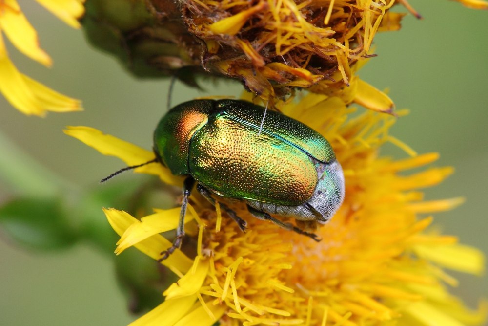 Cryptocephalus sericeus Linnaeus, 1758