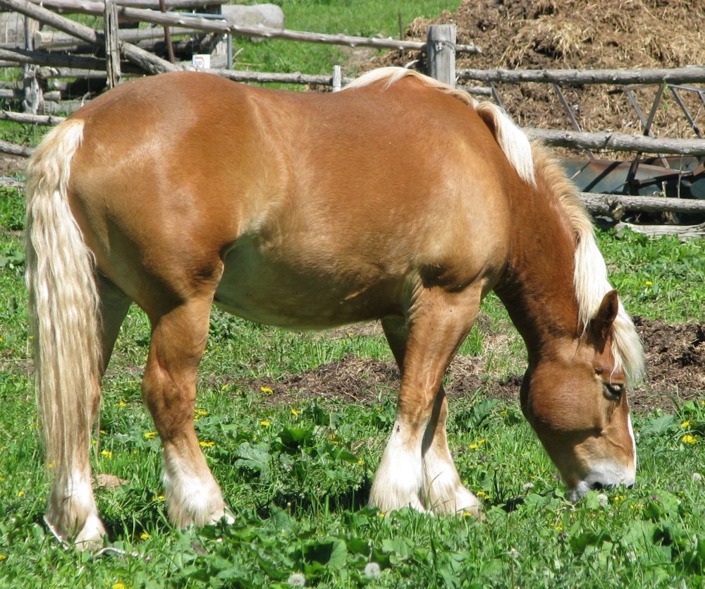 Equus Ferus caballus