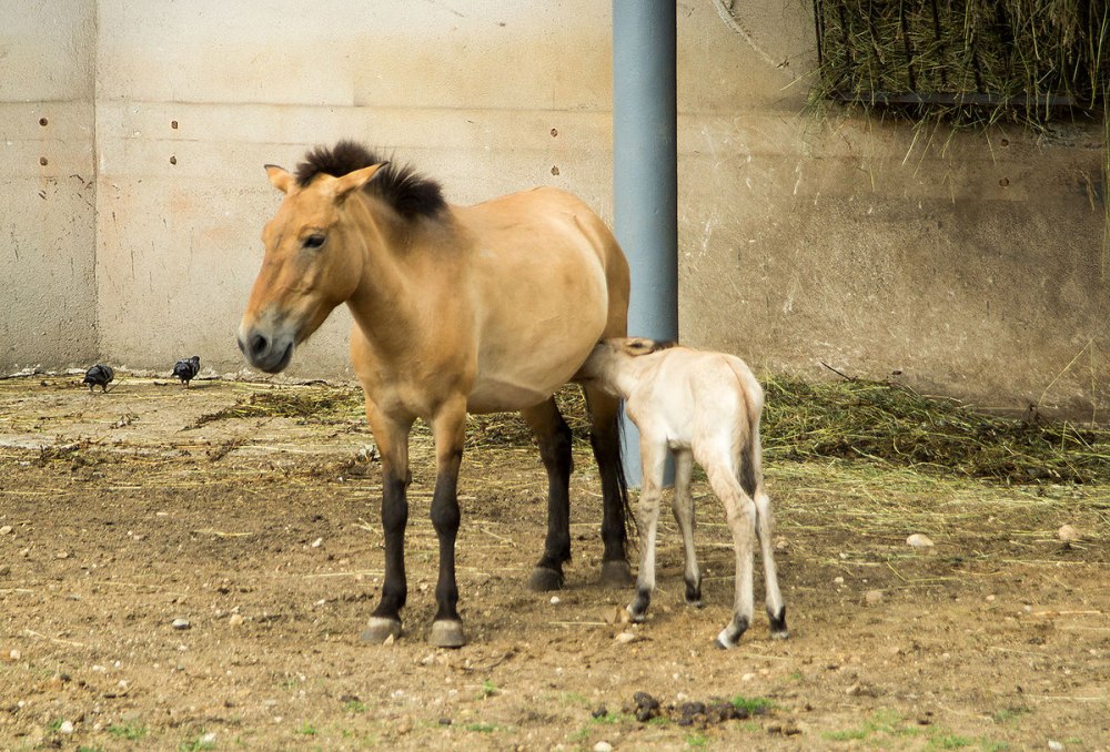 Лошадь Пржевальского Equus przewalskii