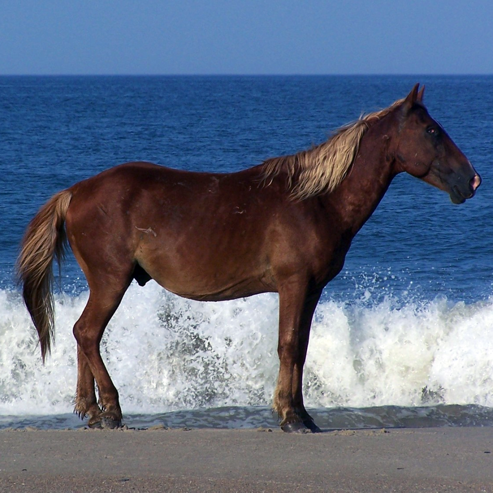 Equus caballus