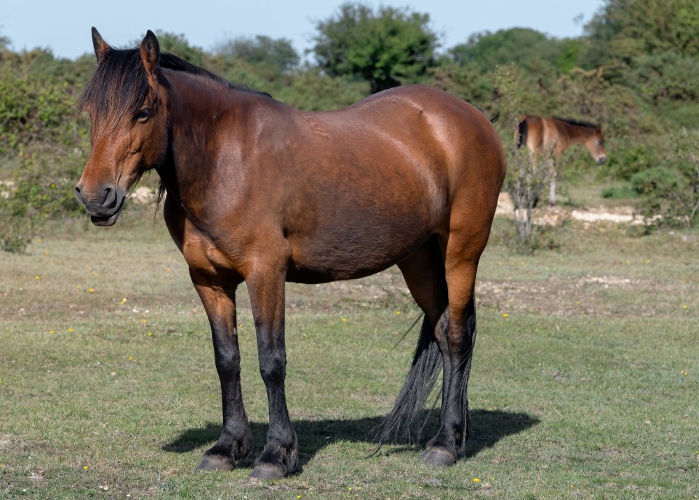 Equus Ferus