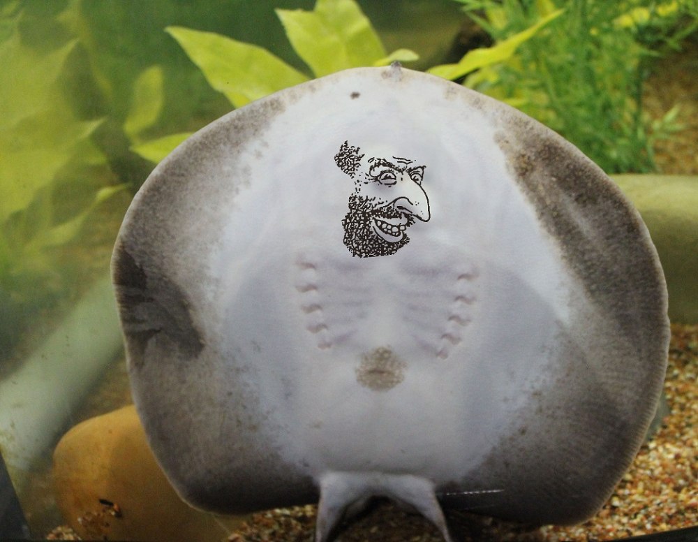 Морда ската