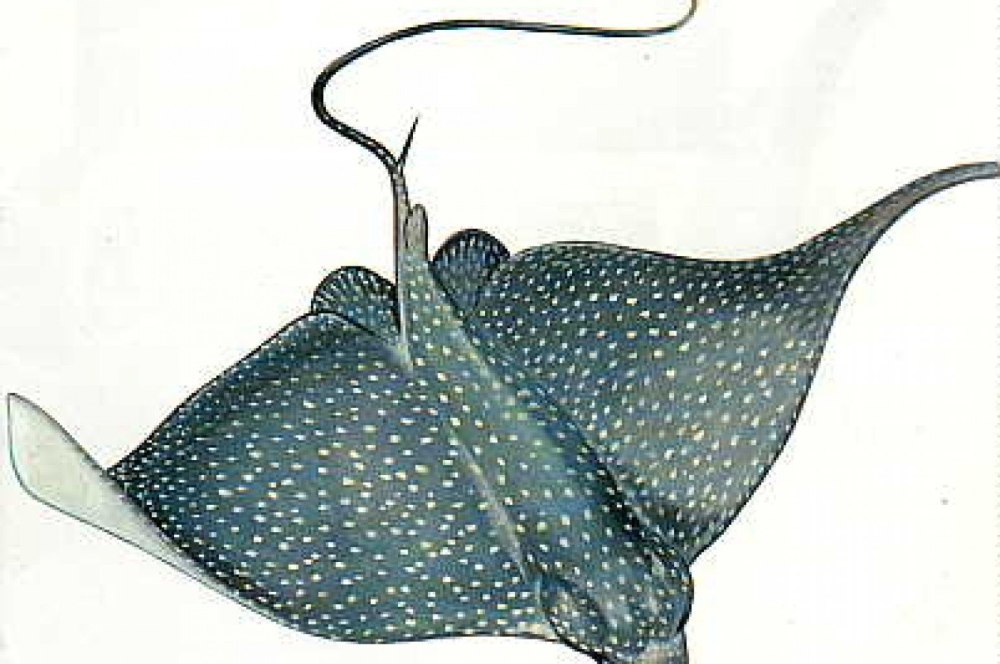 Нарисовать ската