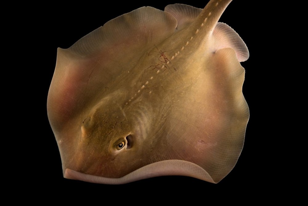 Dasyatis Sabina