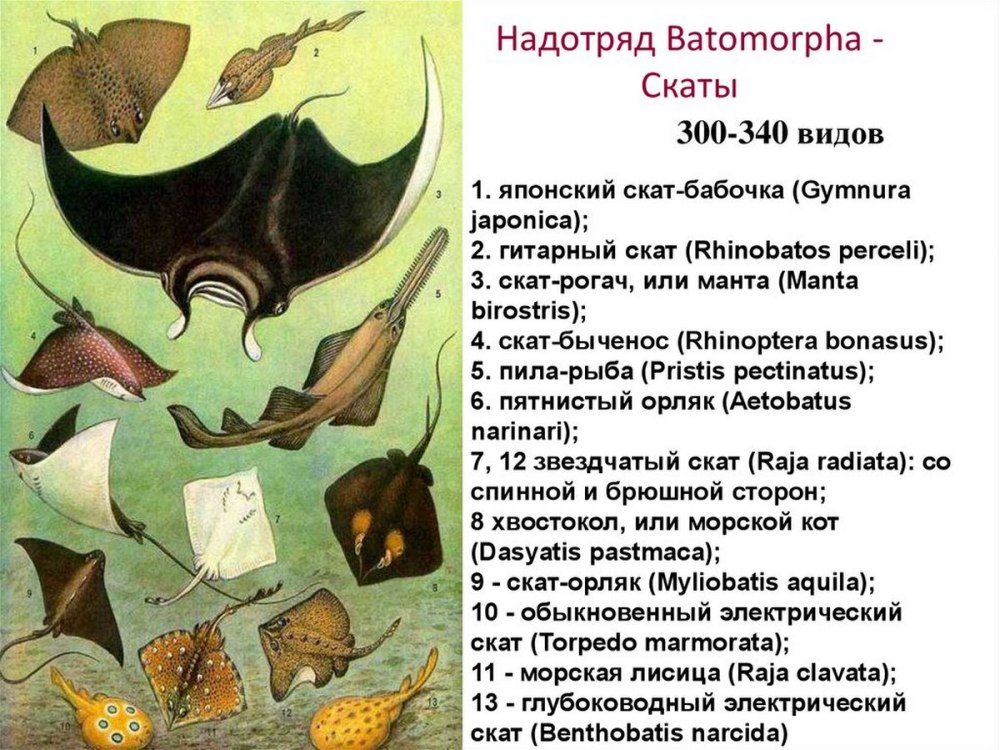 Виды скатов названия