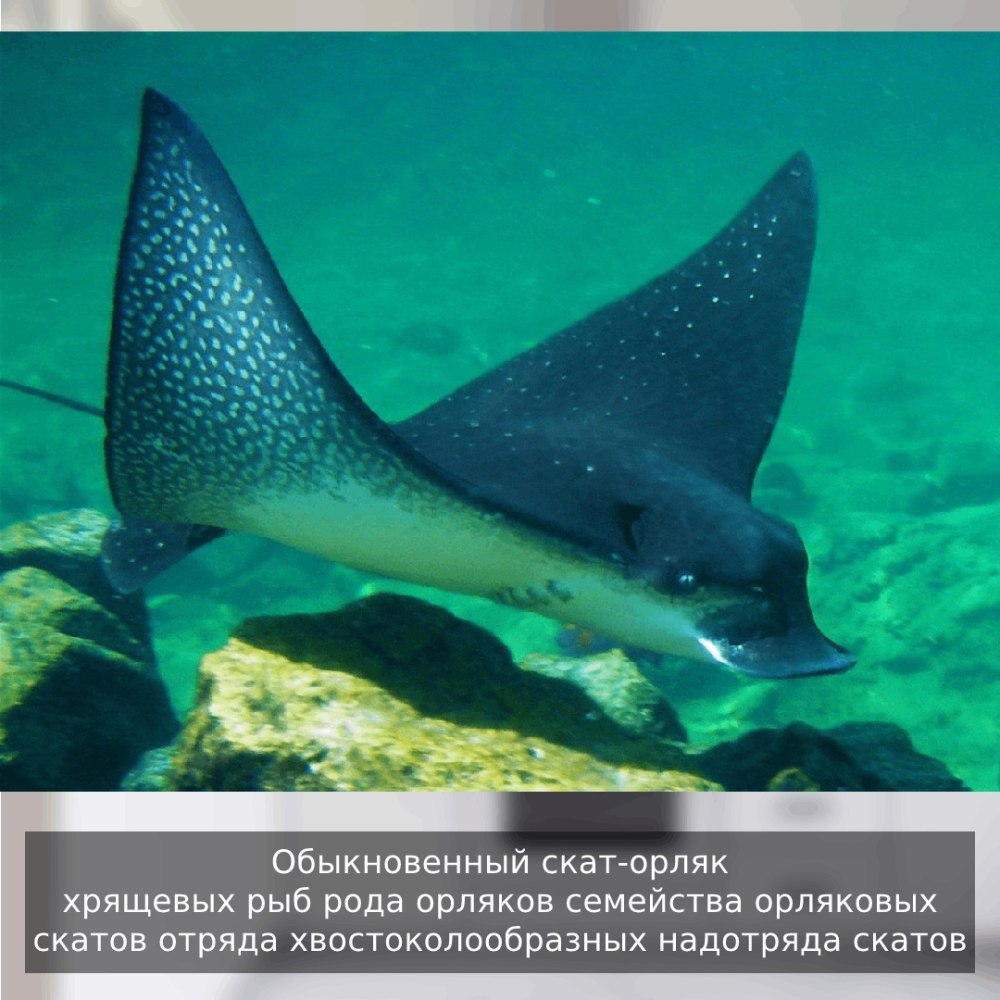 Скаты презентация по биологии