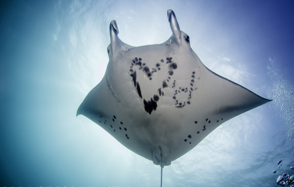 Гигантский морской дьявол Manta birostris