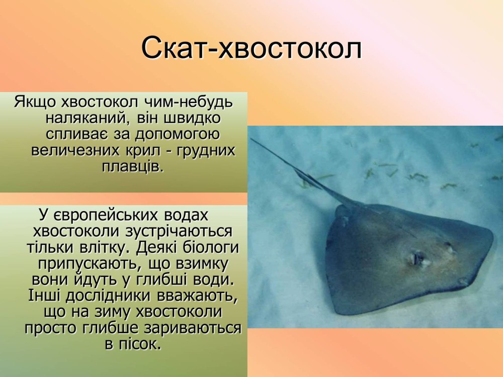 Скат хвостокол строение
