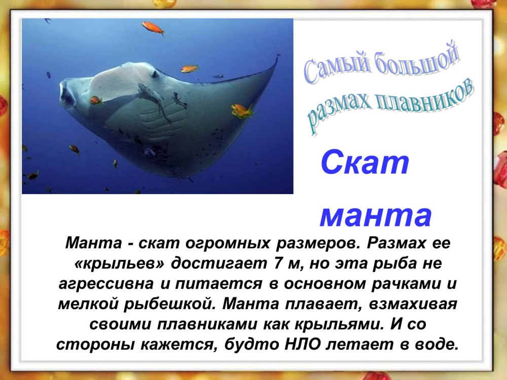 Презентация на тему удивительные рыбы