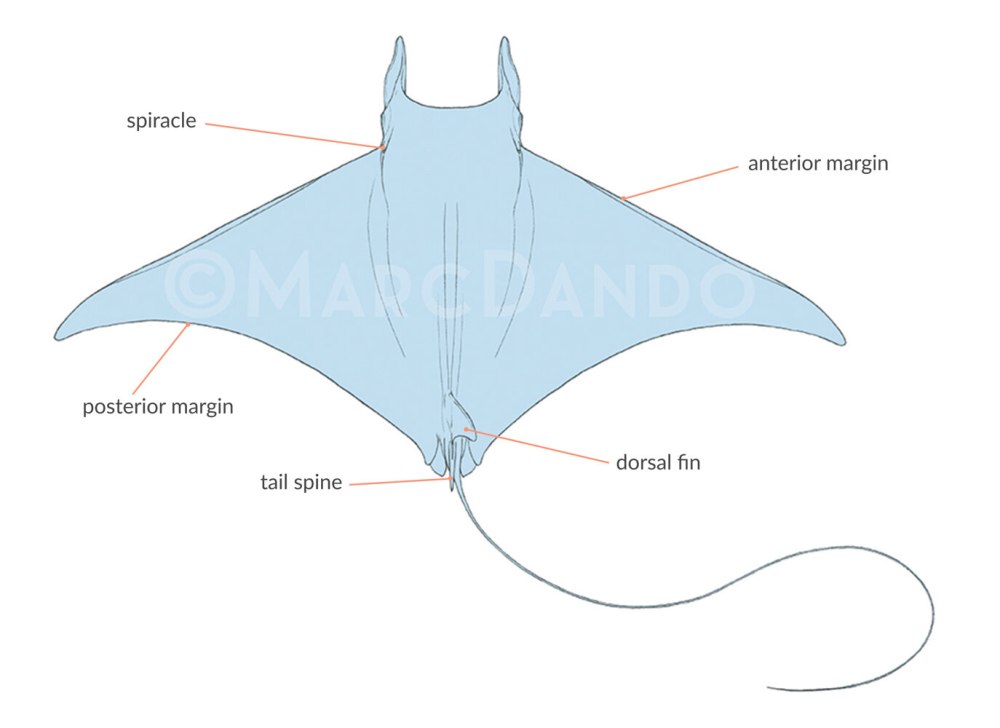 Размер Mobula 6