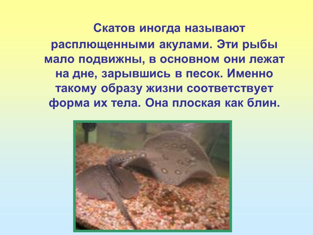 Скаты презентация